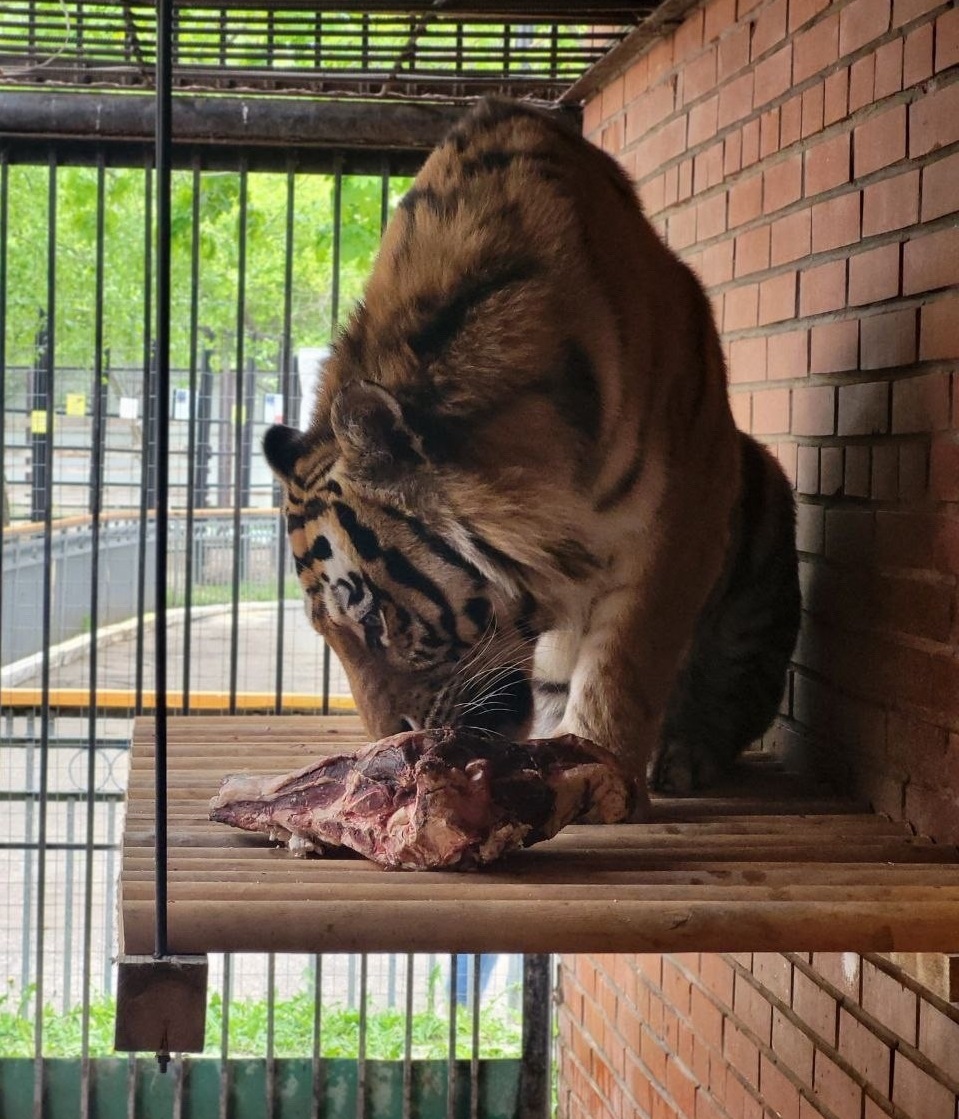 Саранский Зоопарк приглашает жителей и гостей города отметить международный День тигра
